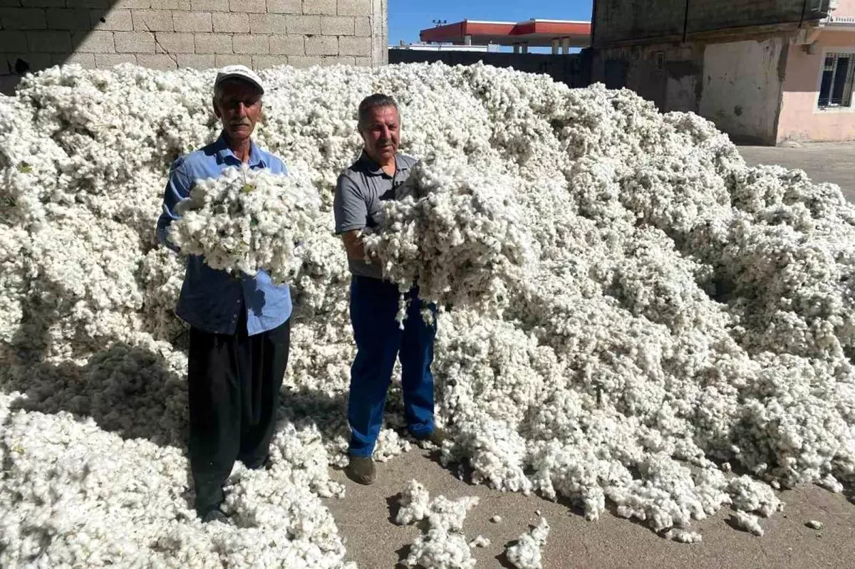 gaziantepte pamuk hasadi basladi bEsgZsi7