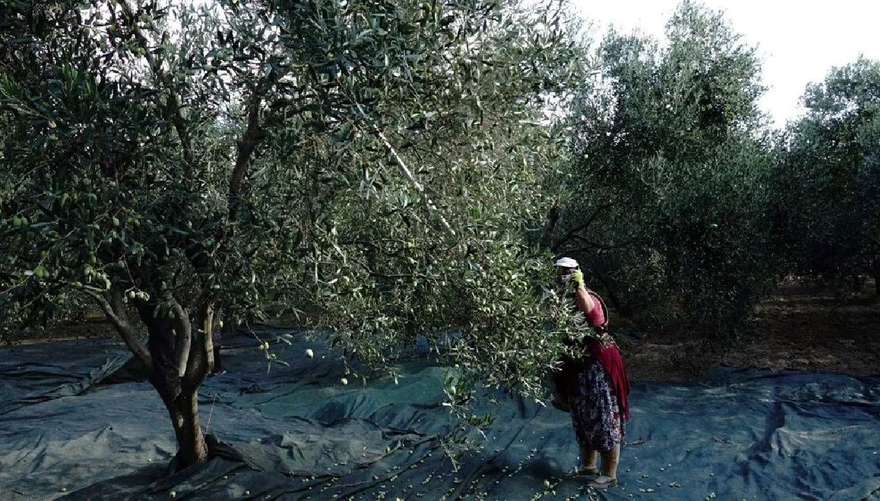 yok yili zeytinyagi fiyatlari artiyor aeT9ggE5