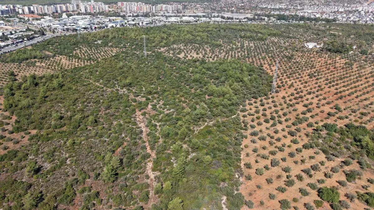 antalyada zeytin hasadi basladi bPJMpXVb.jpg