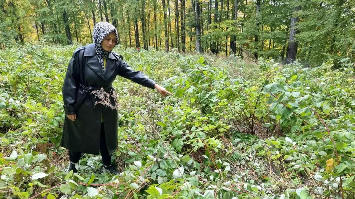 ayilarin talan ettigi ahududu bahcesi cvh41AaE.jpg