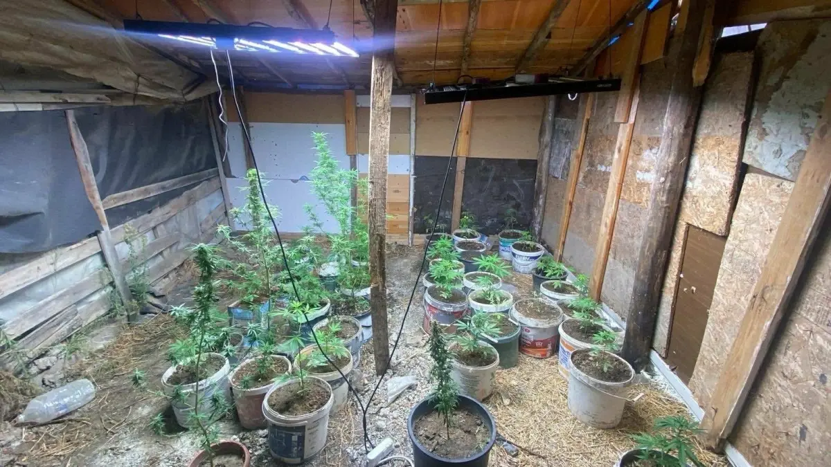 kusadasinda hint keneviri yetistiren iki supheli yakalandi zsxNlOZv.jpg