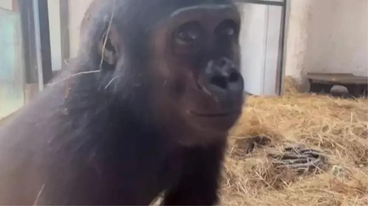 zeytin gorili turkiyeye yerlestirilecek XnLBXl3j.jpg