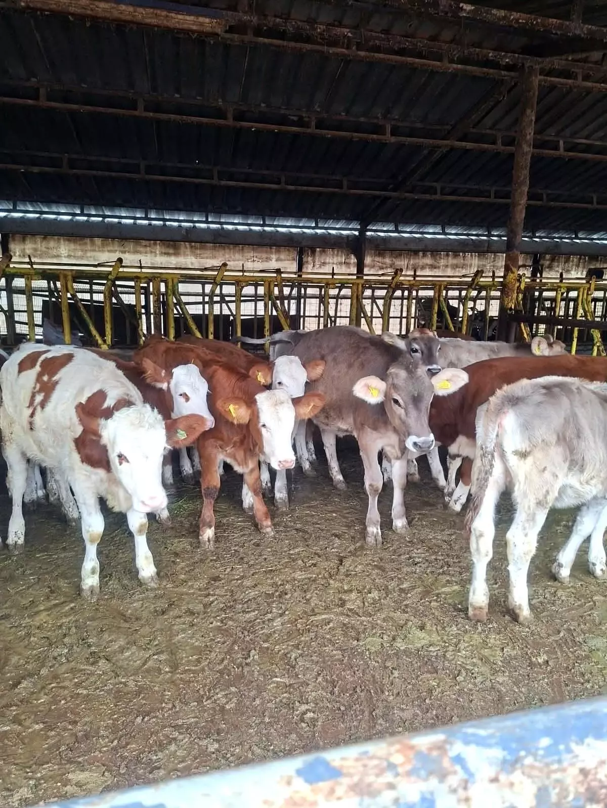 brusella asisi uygulandi j5TiSZVA.jpg