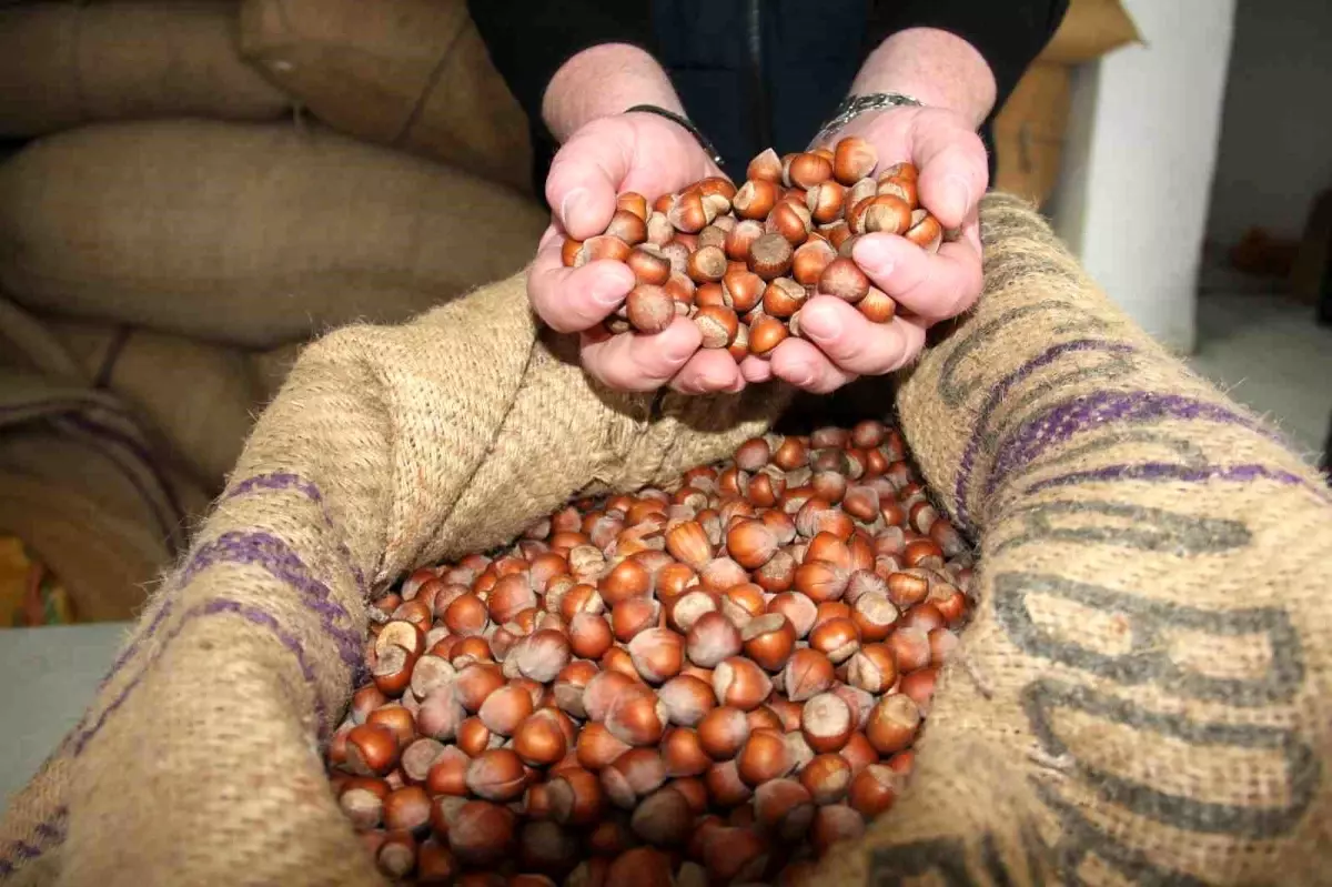 Giresun’da Fındık Fiyatları Yükseldi